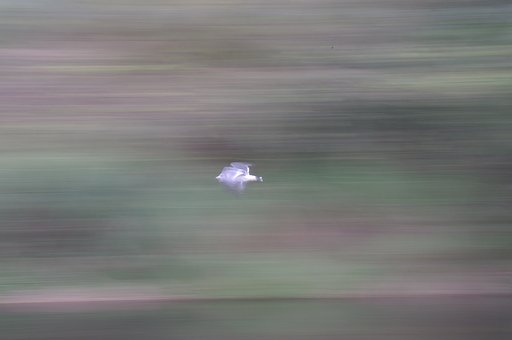 ウミネコ流し撮り