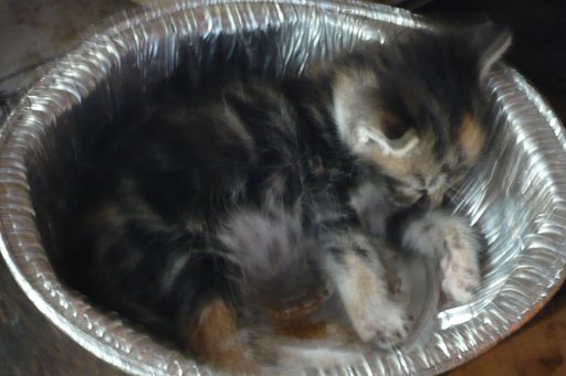 猫鍋