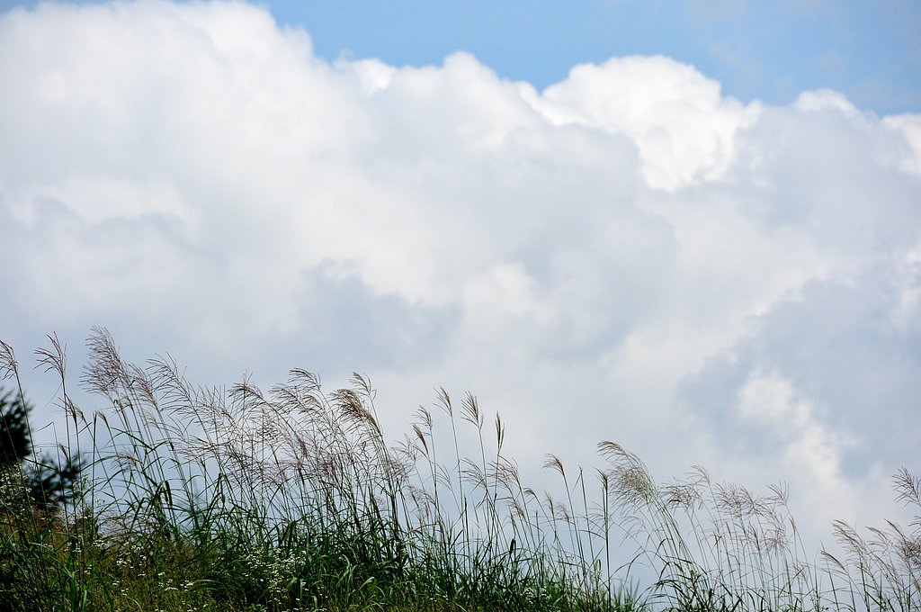 すすきと雲