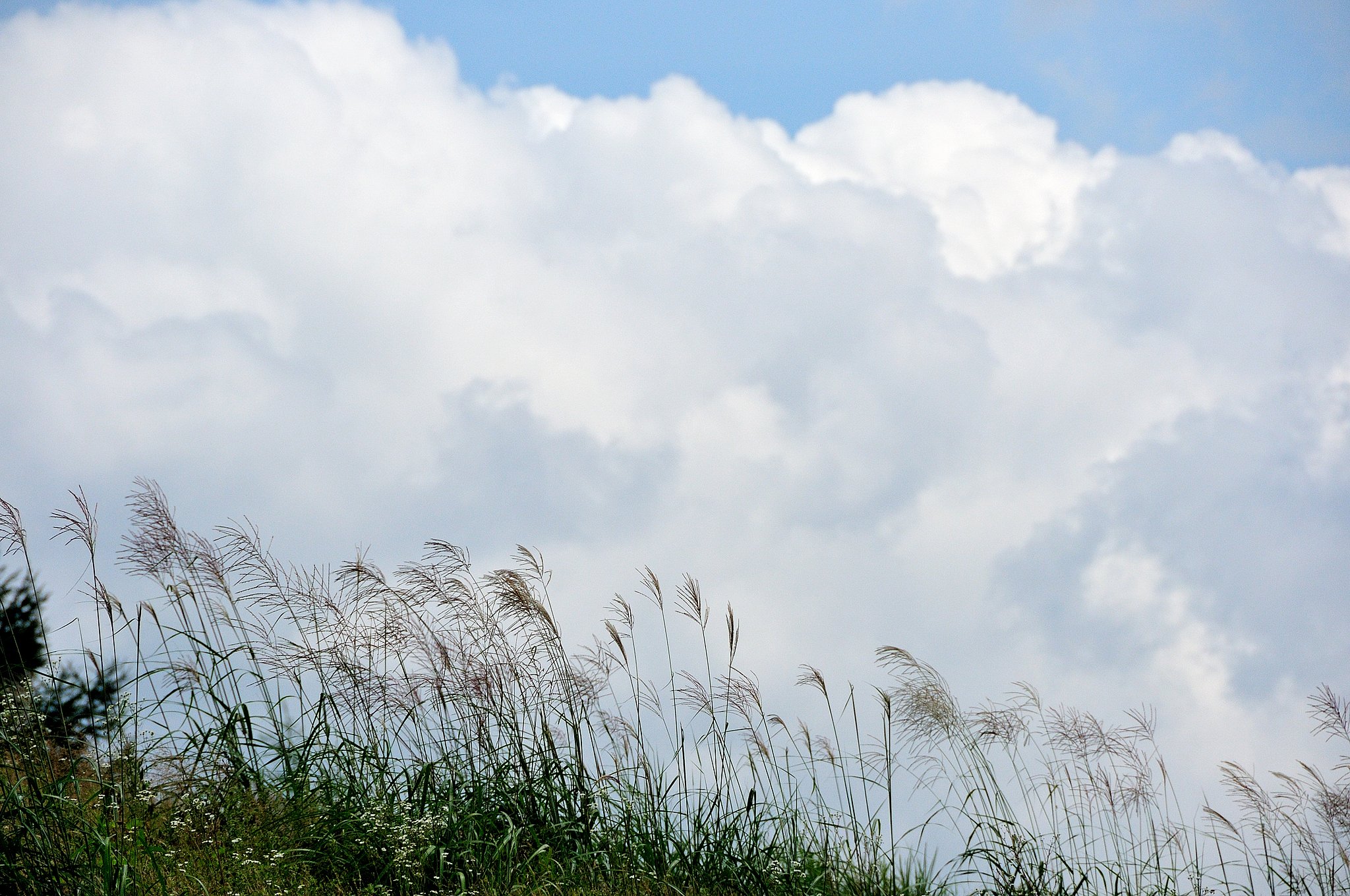 すすきと雲