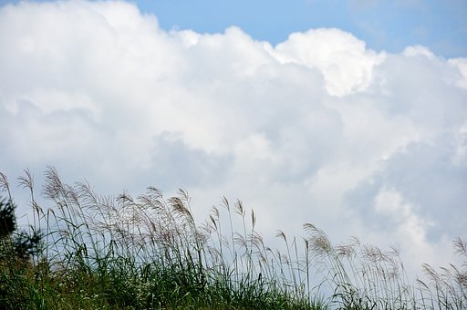 すすきと雲
