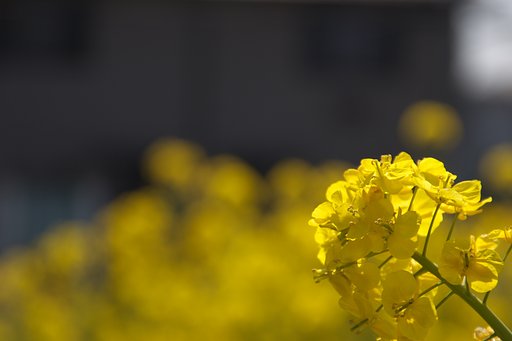 【花のある情景】 菜の花の咲く街