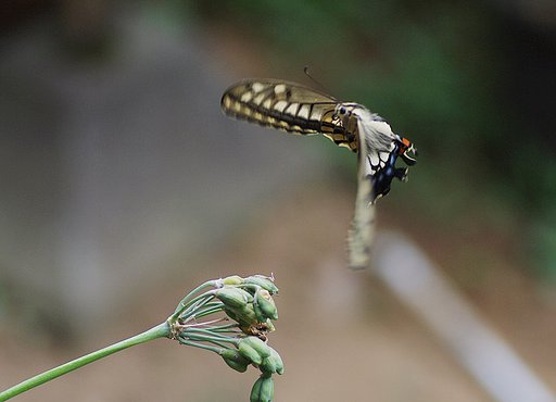 蝶の産卵場所さがし
