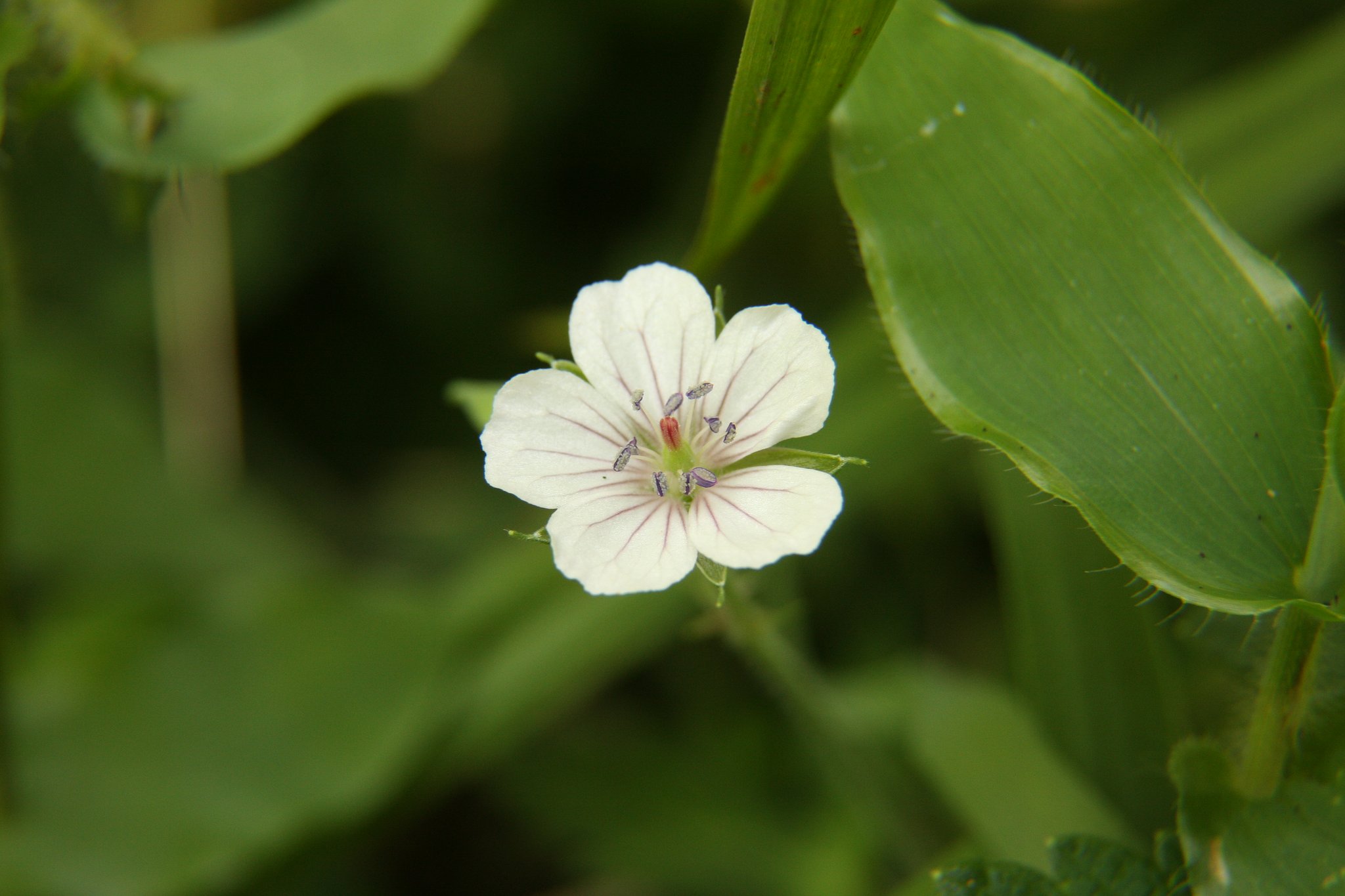 ゲンノショウコ白花