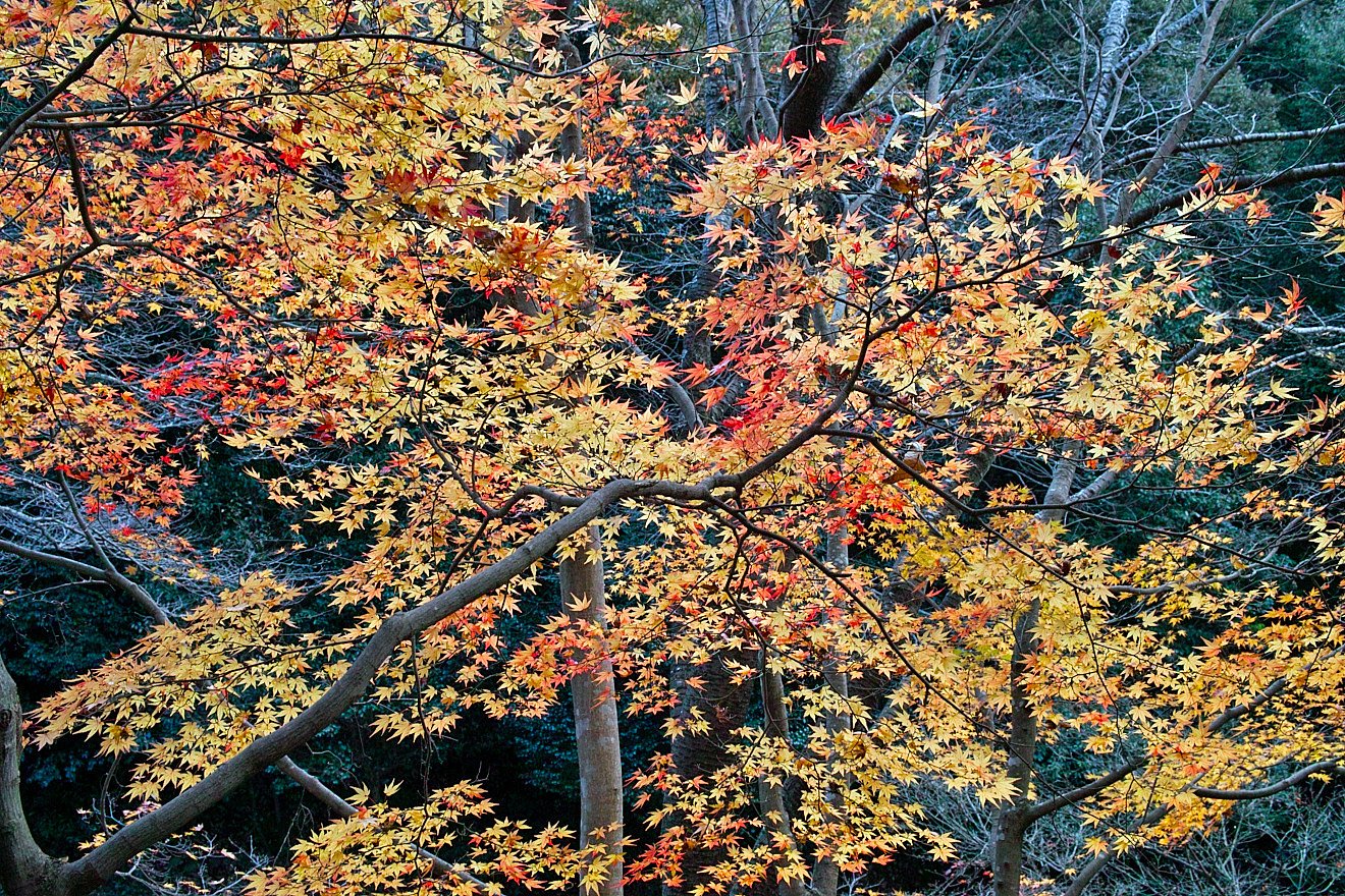 紅（黄）葉流