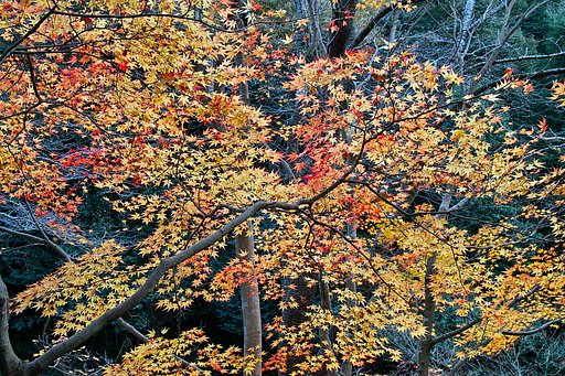 紅（黄）葉流