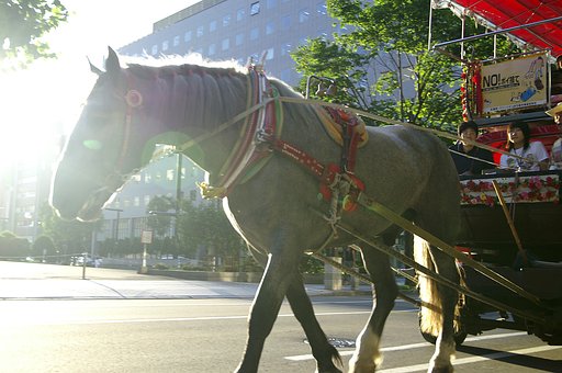 【緑】観光幌馬車