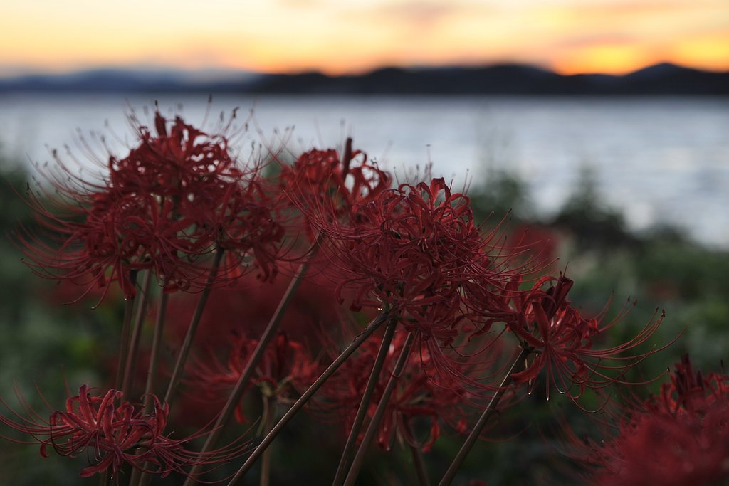 夕日・浜名湖・彼岸花