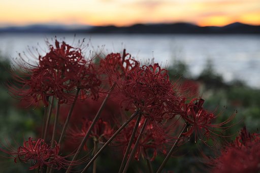 夕日・浜名湖・彼岸花