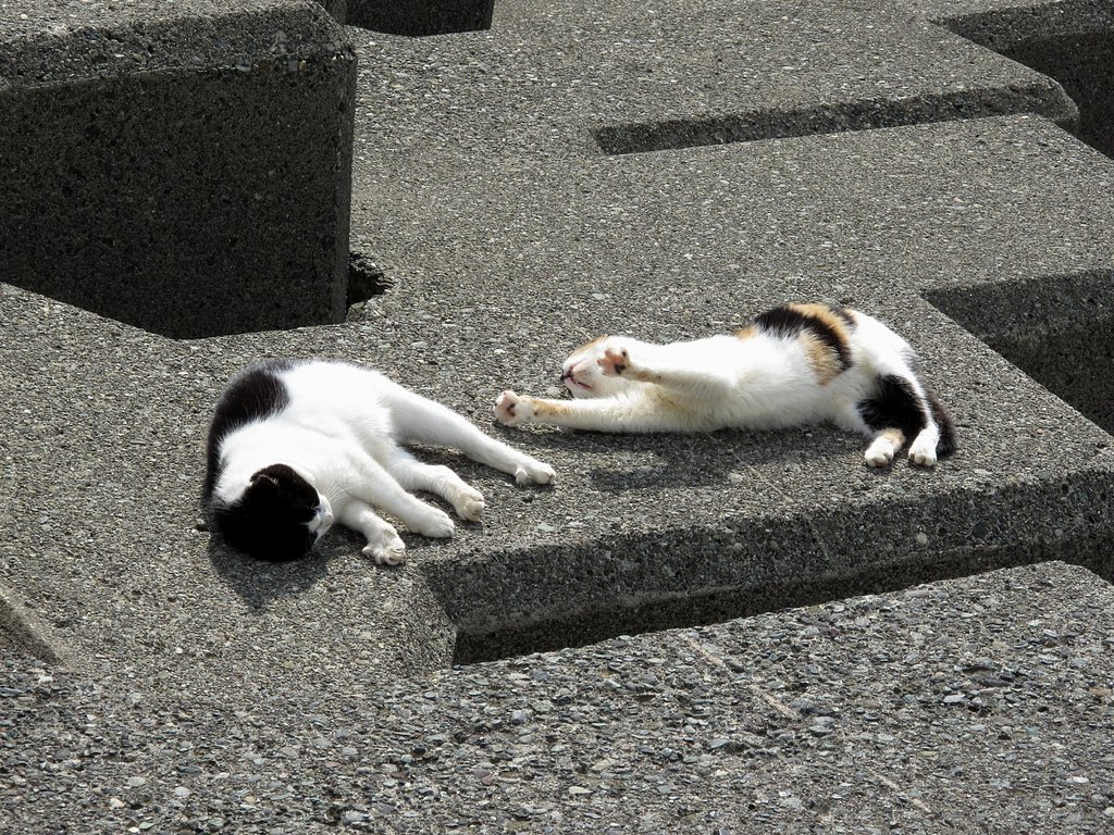 湘南の猫
