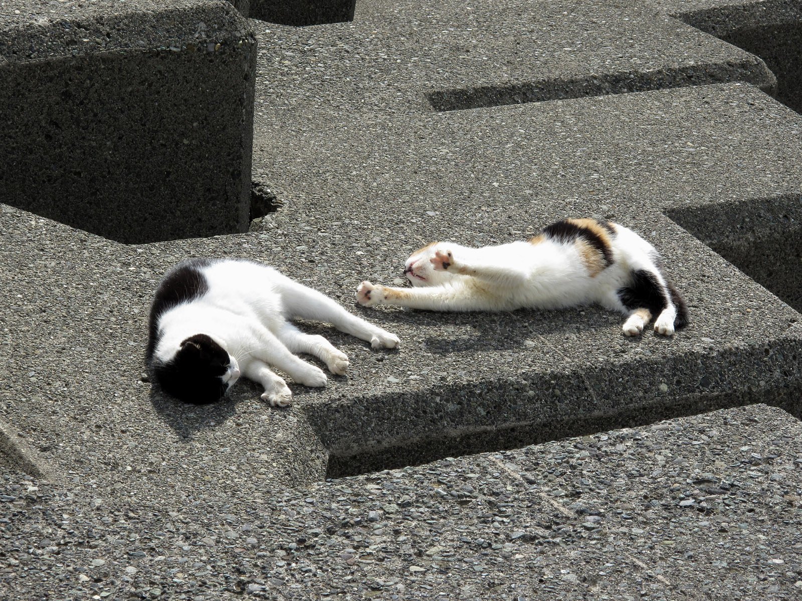 湘南の猫