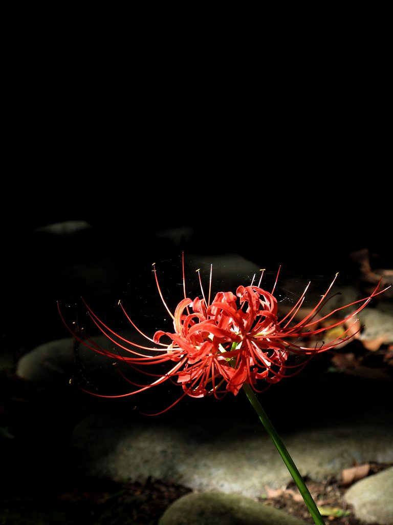 彼岸花　最終章
