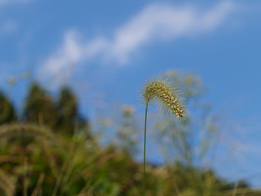 秋の色かな