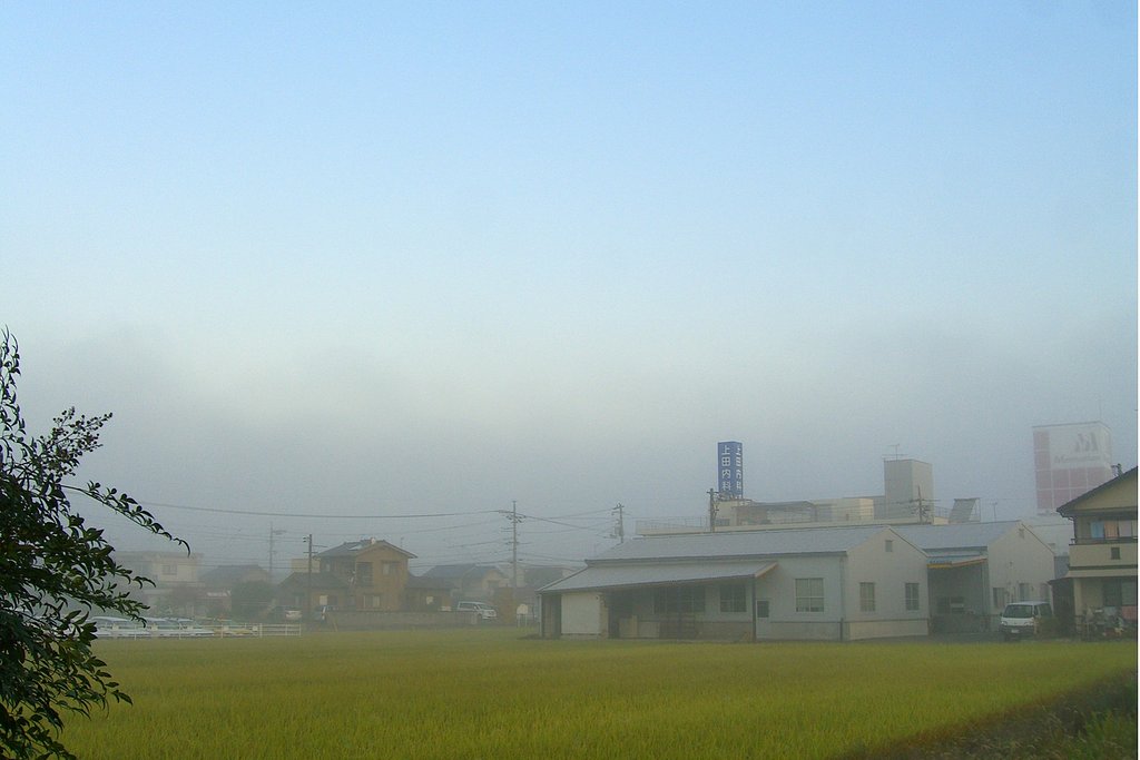 朝霧