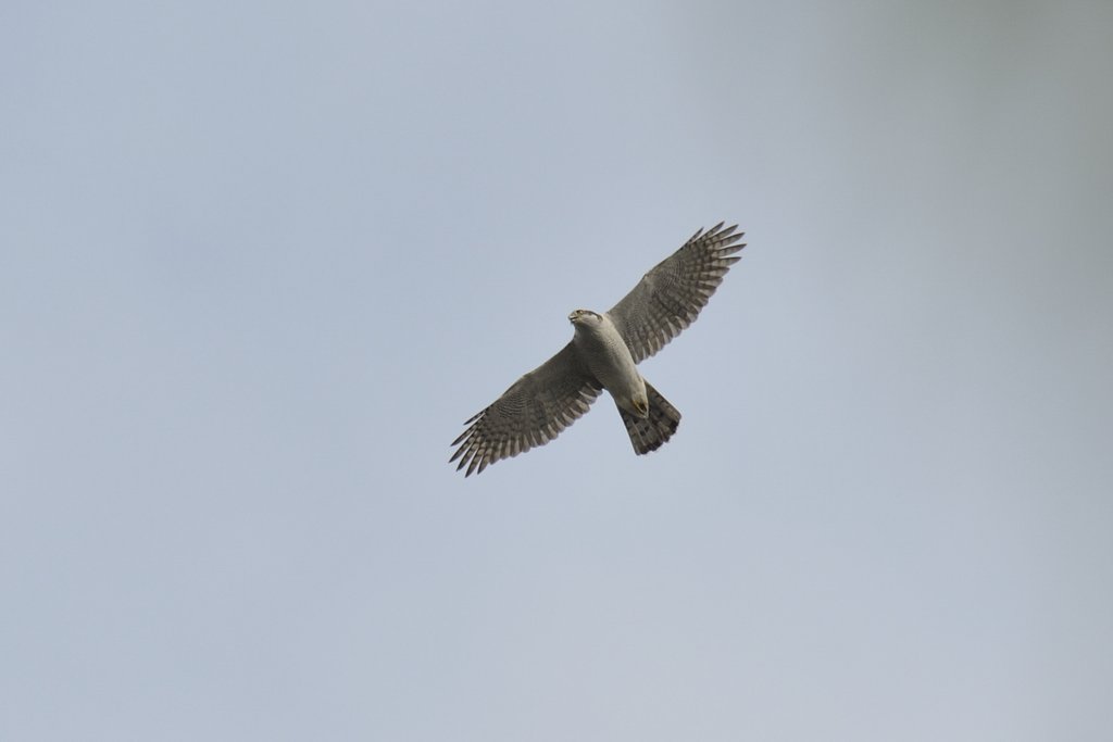 今日、最初に見た鳥