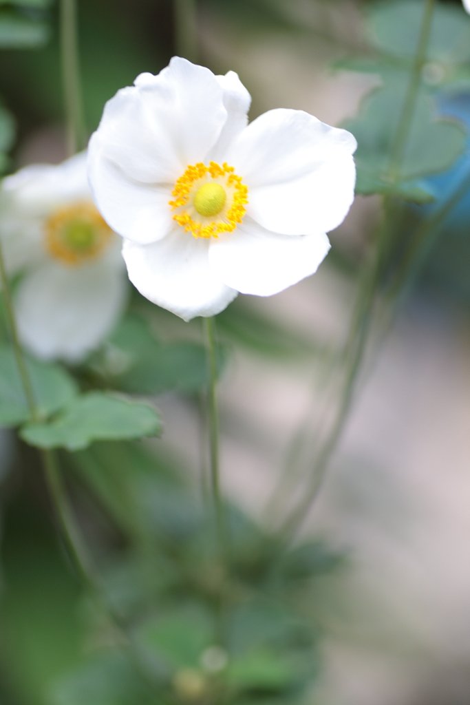 秋明菊