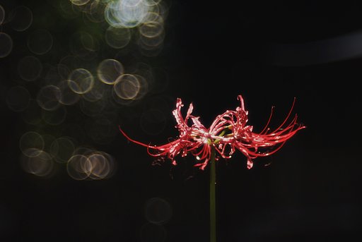 夕日に赤く・・・