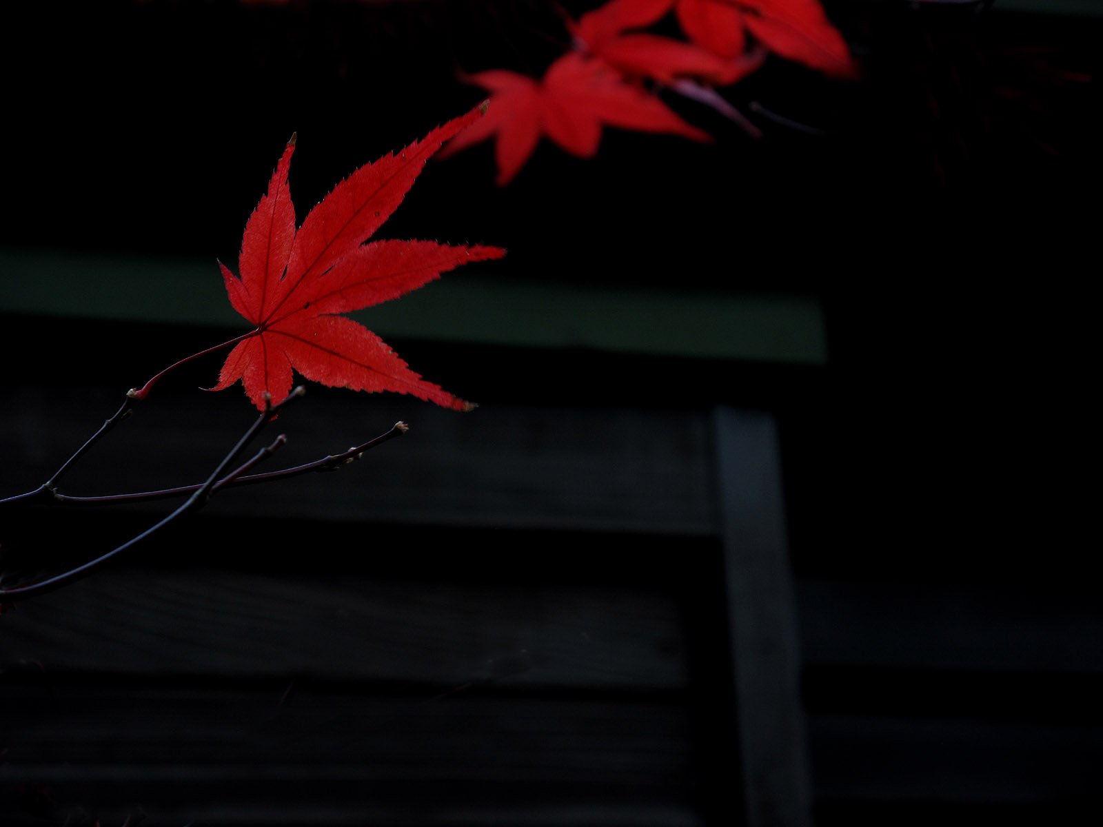 最後の紅葉