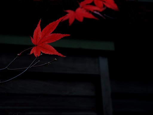 最後の紅葉