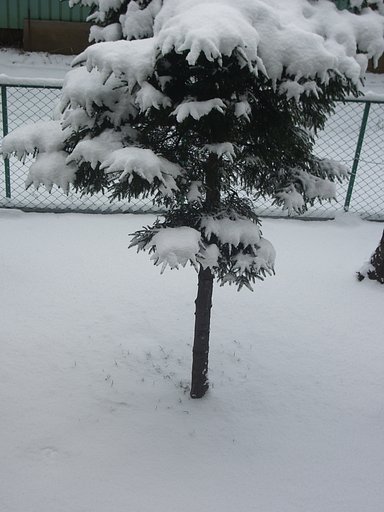 大雪