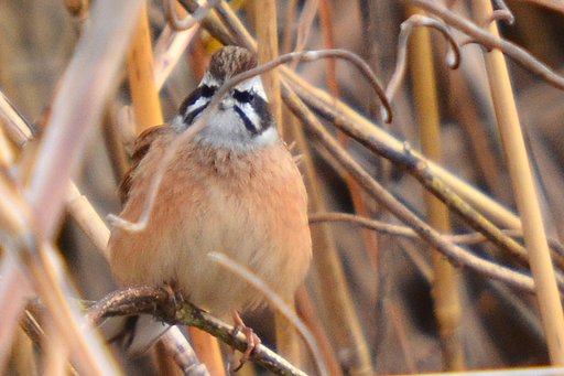 鳥の正面顔
