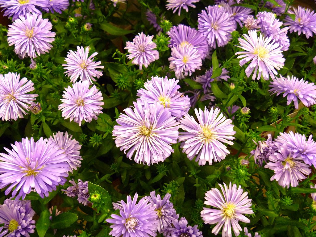 菊の季節