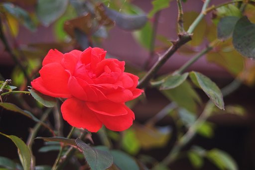 真紅のバラ一輪
