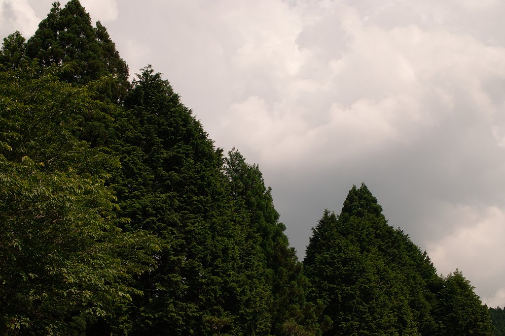 【写真しりとり】迫る嵐の雲行き、株価下落　→　「く」
