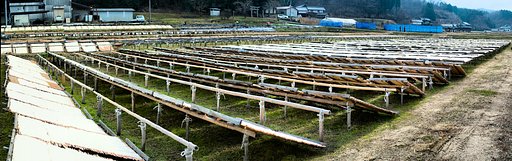 【X】日過ぎても天日干し