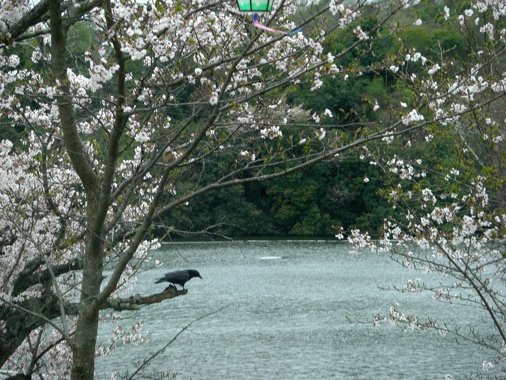 【花のある情景】カラスだって