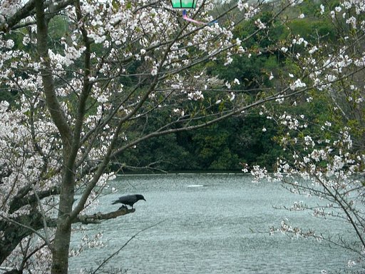 【花のある情景】カラスだって