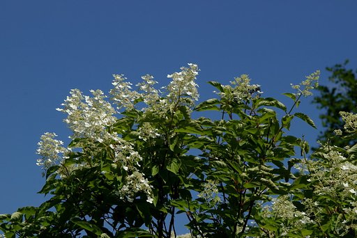 ノリウツギ夏空に
