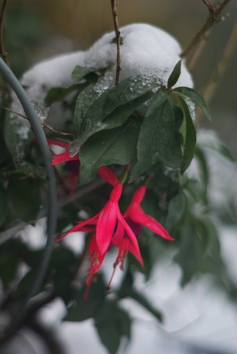 雪の屋根に守られて・・