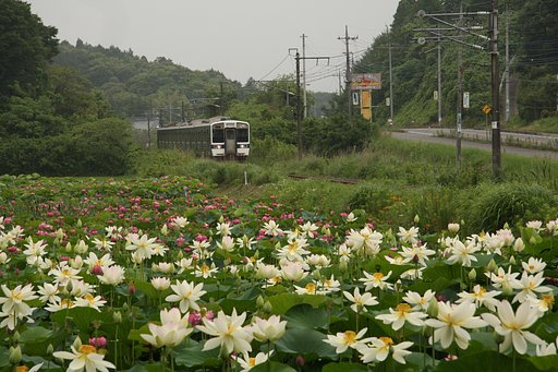 梅雨空の花蓮