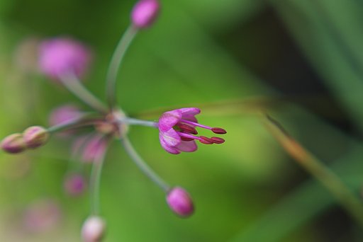 ラッキョウの花が咲き始めました。