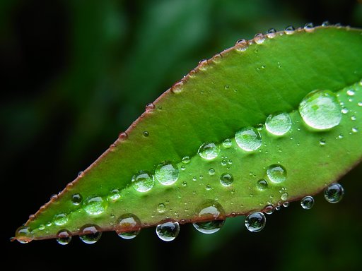 水玉のクローズアップ