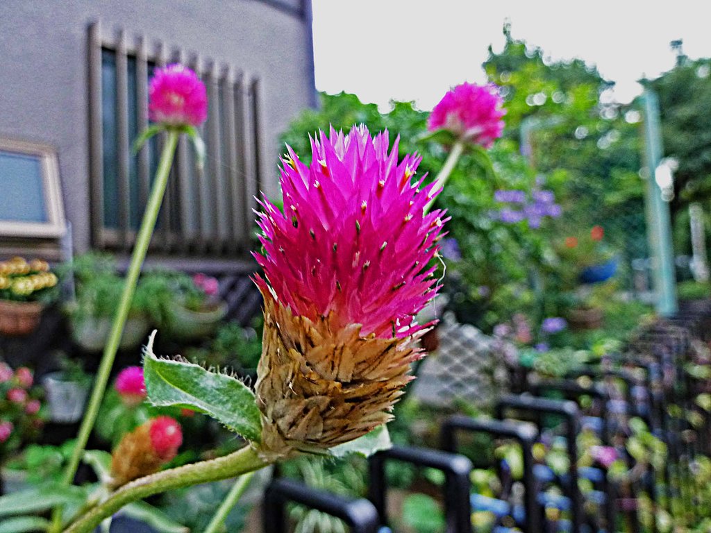 この花ナアーンダ？