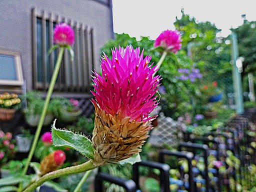 この花ナアーンダ？
