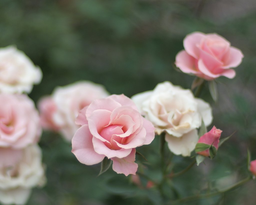 秋の薔薇「ミニバラ？」