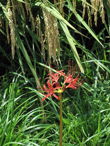 秋の花