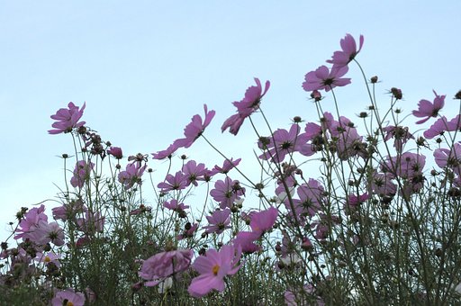 【花のある情景】青空に向って