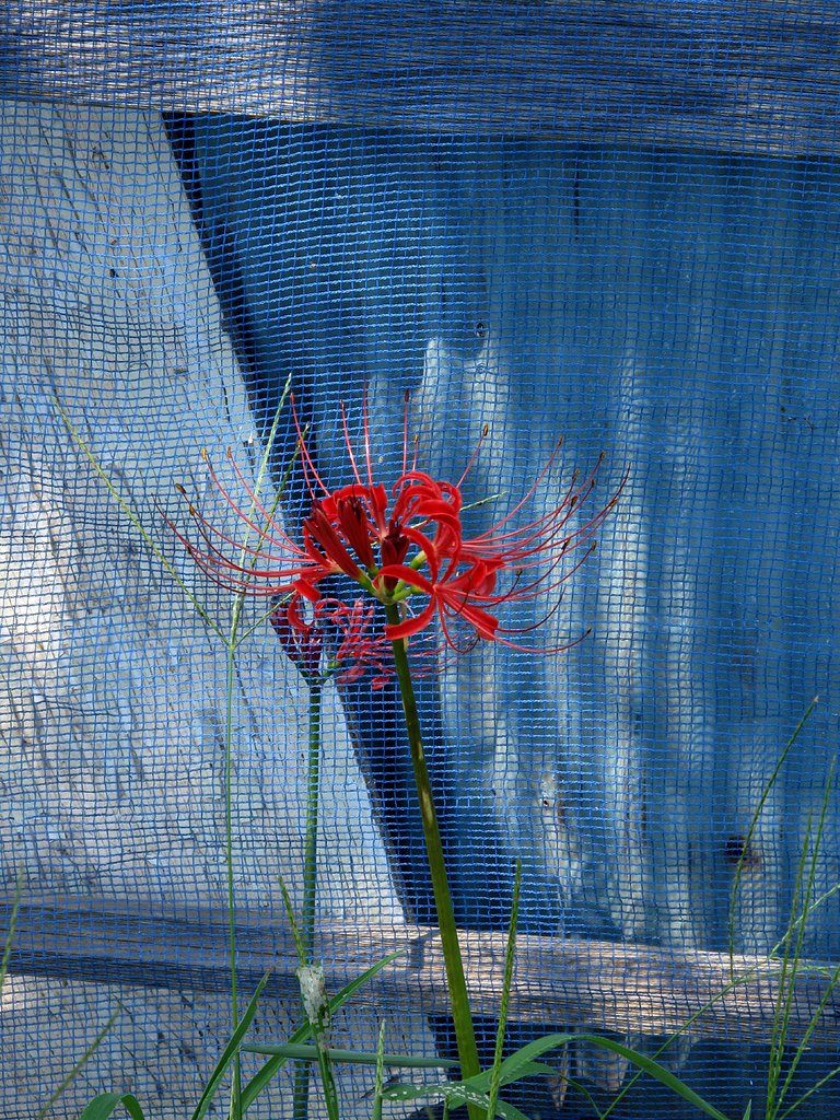 彼岸花