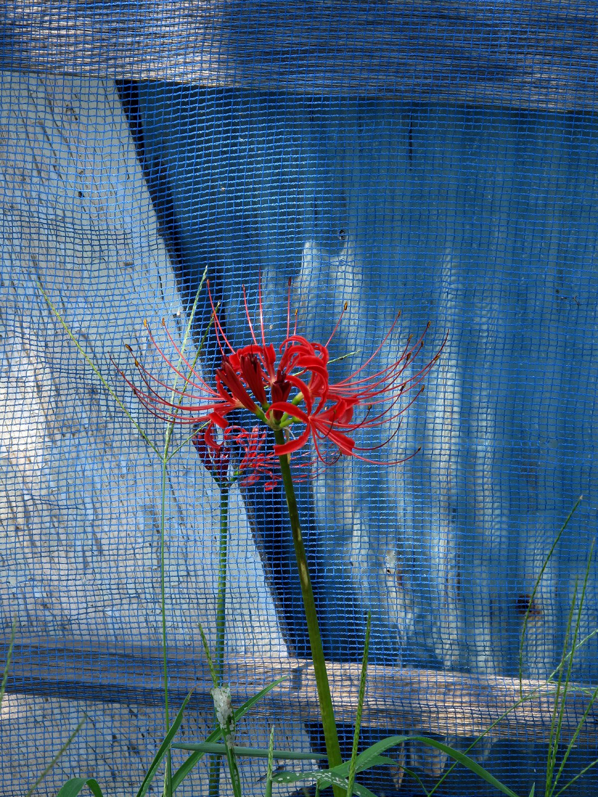 彼岸花