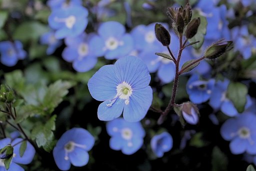 【花のある情景】花ばっかりですが