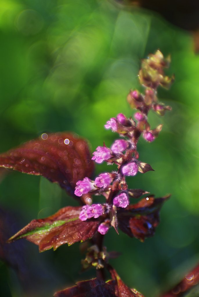 シソの花