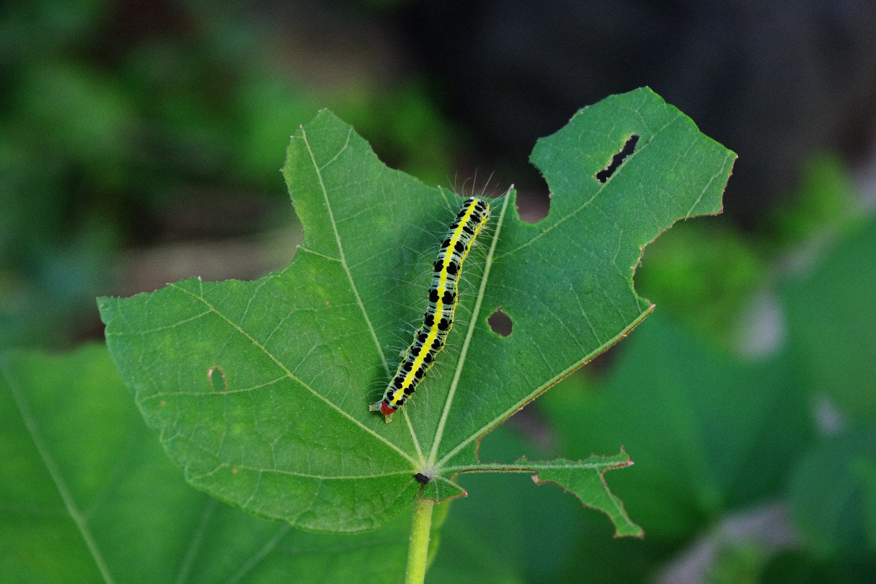虫さん