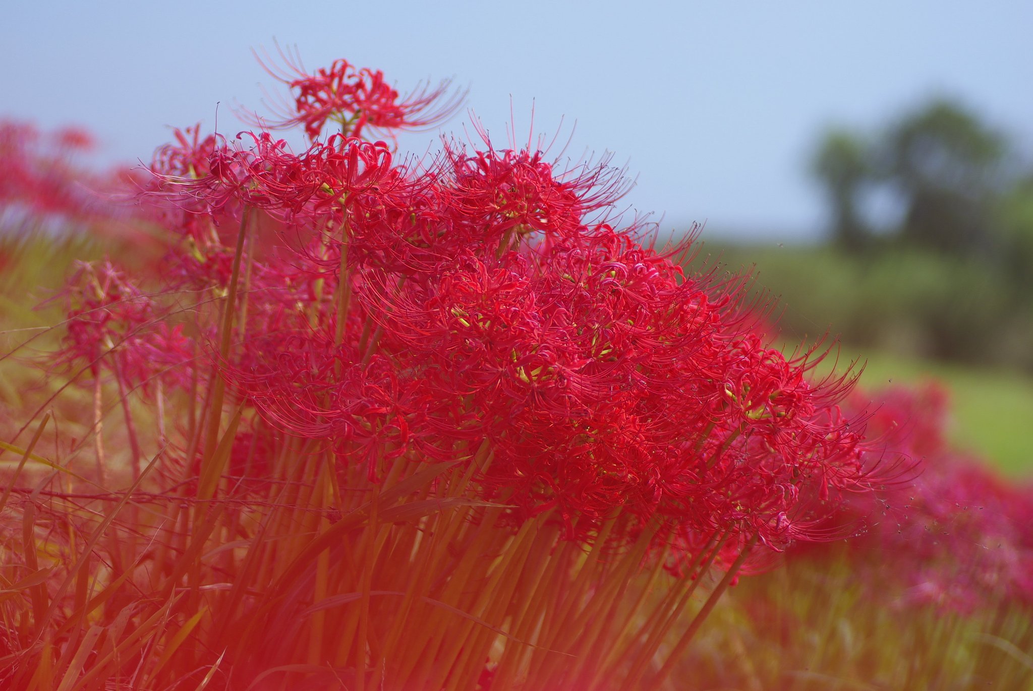 彼岸花