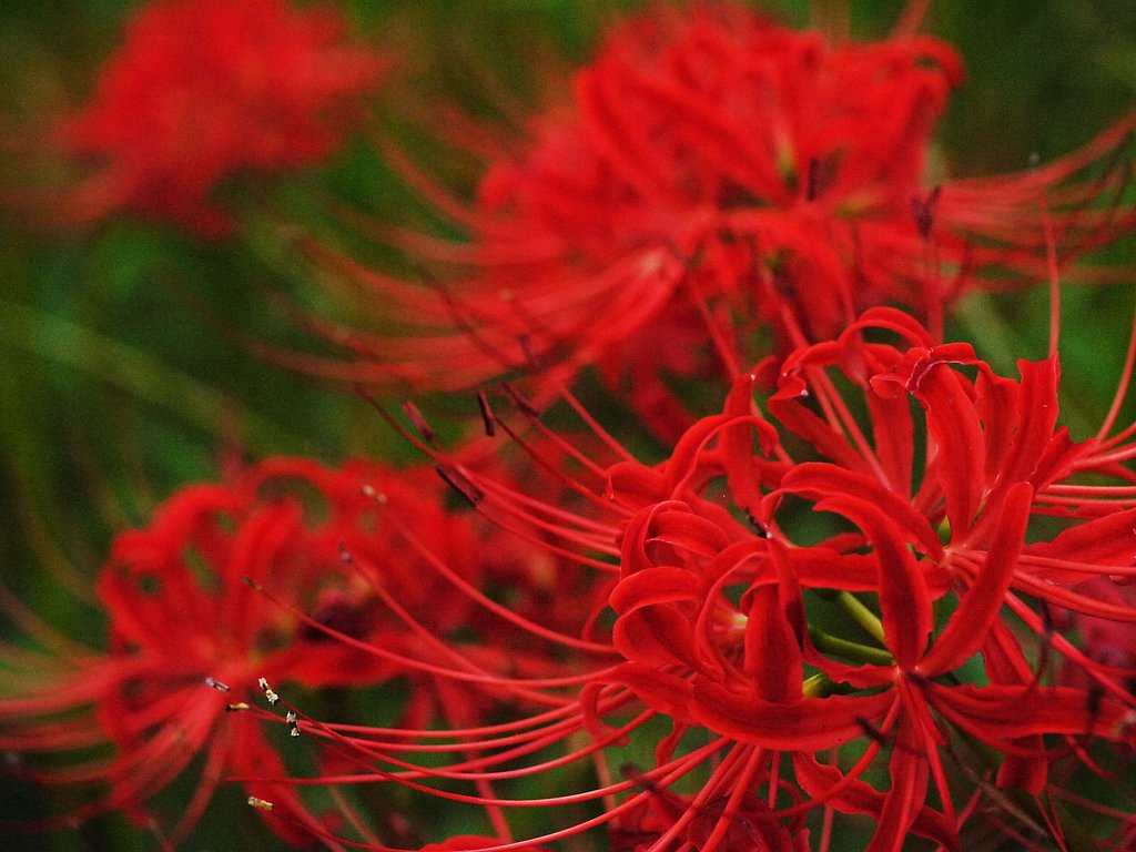 彼岸花