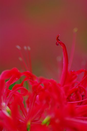 彼岸花