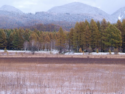 小田代の初雪